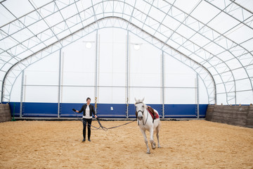 Young sportswoman holding bridles of white racehorse moving round sandy arena