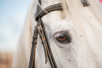 Right eye and mane of white purebred racehorse with bridles on muzzle