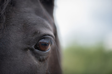 Left brown eye with eyelashes and short hair around of black mare