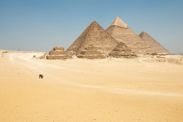 Fototapeta na wymiar Horse drawn carts near Giza pyramids