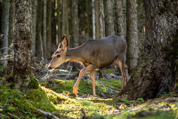 Deer in the woods in Glacier National Park