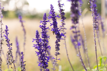 field of lavender