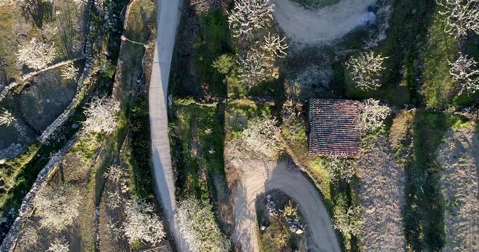 Aerial video of cherry blossoms with roads in the Valle del Jerte