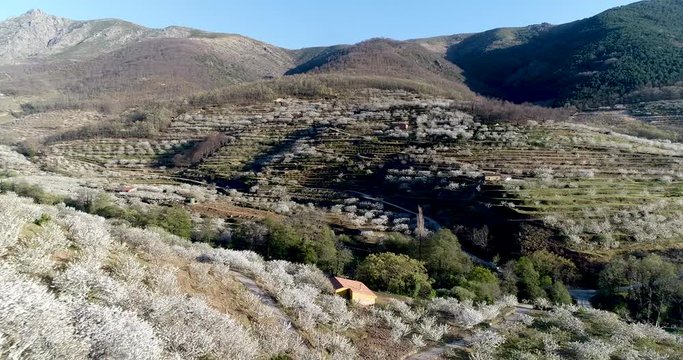 Aerial video of cherry blossoms with mountains in the Valle del Jerte
