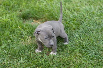 puppy is going to bathroom outside after crate training