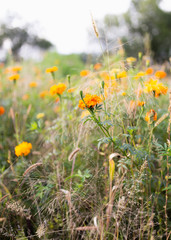 Orange flowers