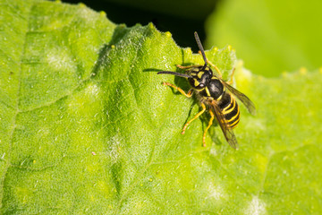 Yellowjacket hornet on green leaf