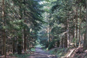 Obraz premium hiking in the bavarian mountains