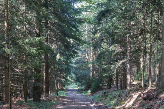 hiking in the bavarian mountains