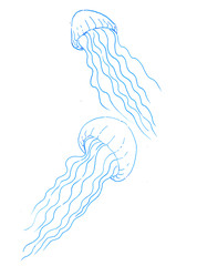 two jellyfish underwater, linear drawing