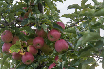 apples on a tree