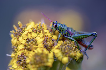 Macro photography of a grasshopper feeding on frailejon flowers. Captured at the paramo of Teatinos, in the highlands of the Andean mountains of central Colombia.