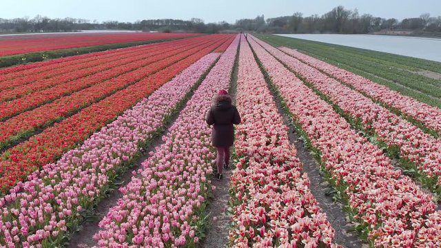 A middle aged woman walking through the tulip fields in Holland
