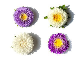 Colorful Aster flowers close up on the white background. Top view. 