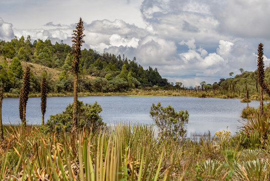 Panoramic view of the Laguna Verde, a natural lake at the Teatinos paramo, in the highlands of the Andean mountains of central Colombia.