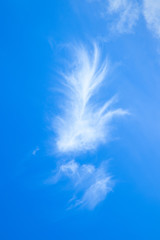 Pierzasta chmura piórko -  SUBTELNA CHMURA NA BŁĘKITNYM NIEBIE w kształcie piórka - obrazy, fototapety, plakaty