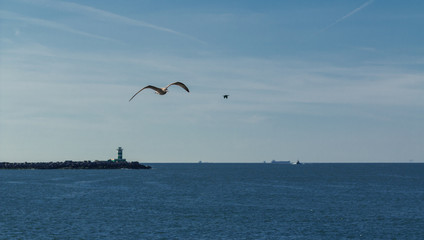 Fliegende Möve in IJmuiden über dem Wasser