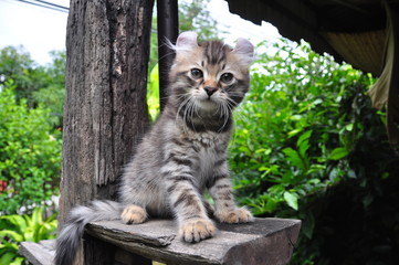 Naklejka na ściany i meble One male American Curl Brown / Chocolate spotted tabby kitten.
