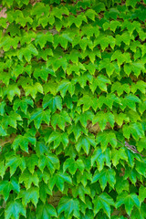 Green wild grape, nature background, green wall