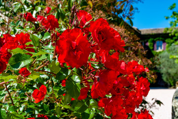 Blossom of red rose flowers growing in garden in Provence, France