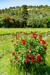 Production of rose, red and white wine in Alpilles, Provence, South of France, vineyard in early summer