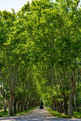 Scenic Provencal large old plane trees alley in summer