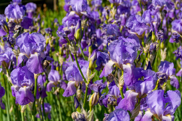 Obraz premium Lilac iris flowers, spring blossom of colorful irises in Provence, South of France