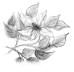 pencil drawing of a hibiscus flower, hand draw