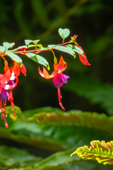 Fuchsia flower hanging from plant branch