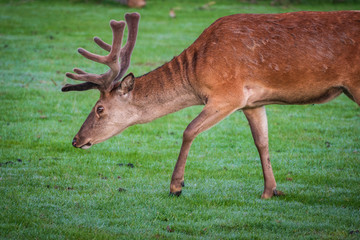 Rotwild Hirsch mit Bast 