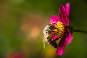 Biene auf lila Blume © JMormul
