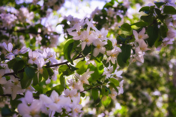 Wild apple flowers. Apple tree flowers close-up background