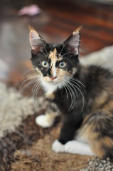 Naklejka na ściany i meble Domestic pedigree Maine Coon cat.