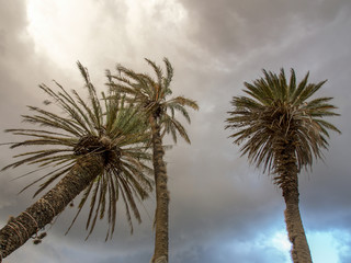 Palm trees against the overcasted sky, in the colonial town of Villa de Leyva in the Andean mountains of central Colombia.