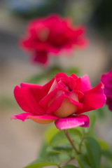 Fototapeta na wymiar Open red pink wild rose in the garden with leaves on a fuzzy beautiful delicate flower