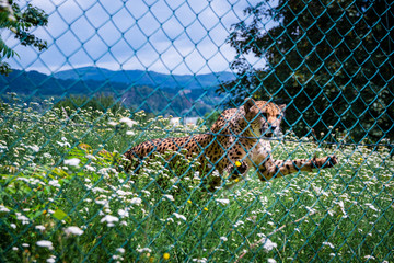 Gepard Raubkatze Angriff im Tiergehege