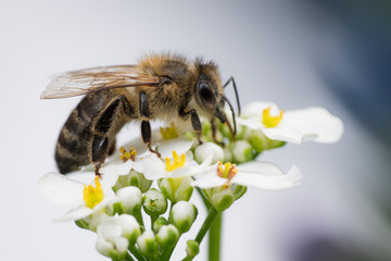 Biene weiß © JMormul
