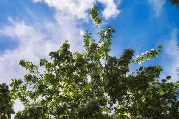 Obraz premium Wild apple flowers. Apple tree flowers close-up background