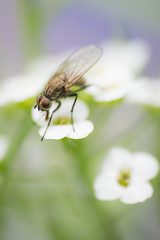Fliege