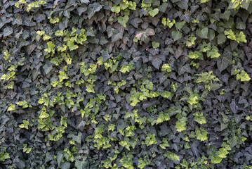 Wall of light and dark green ivy. Backgrounds and textures