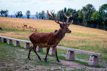 Rotwild mit Hirsch im Tierpark