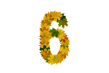 Digit 6 from autumn maple leaves isolated on white background. Alphabet from green, yellow and orange leaves