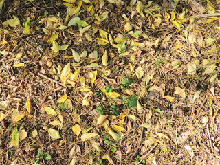  autumn background