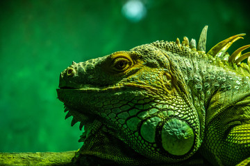 green iguana