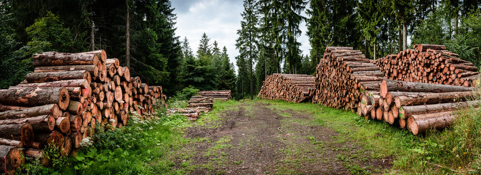 Holz Stapel Forstarbeit