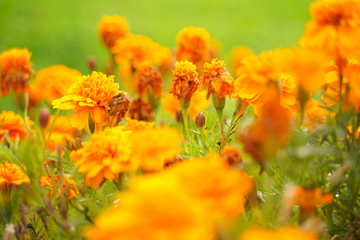 Photo of a Wilted Flower in the autumn city park with nobody