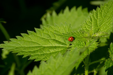 Ladybird or ladybug crawling along Nettle leaf