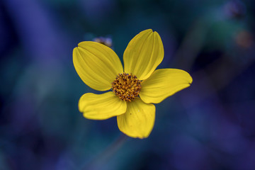 Macro photography of a  tiny exotic ranunculus peruvianus flower, captured at the Teatinos paramo in the higlands of the Andean mountains of central Colombia.