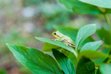 Australian Green or European green Tree Frog on a leaf or on a grass stalk    (Hyla arborea formerly Rana arborea) lurking for prey in natural environment. Selective focus