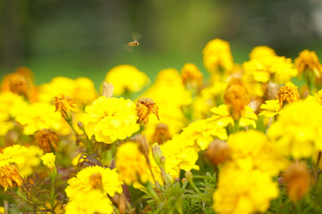 Photo of a Wilted Flower in the autumn city park with nobody